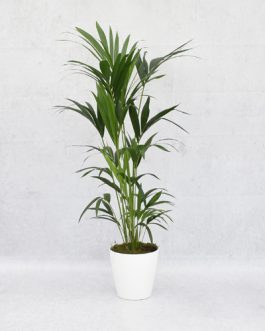 Kentia Palm in white pot