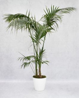 Kentia Palm in white pot large