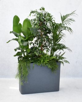 Mixed plants in Linea dark stone container