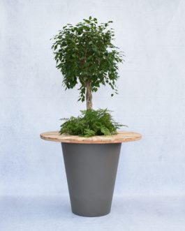 Ball Ficus in “Olla dark grey” pot with underplanting and wooden top