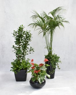 Set of 3 houseplants in black pots