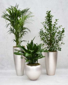 Set of 3 houseplants in silver/champagne pots
