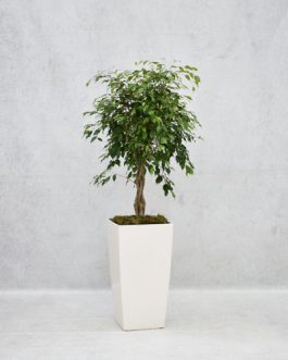 Ball Ficus in white tall lechuza