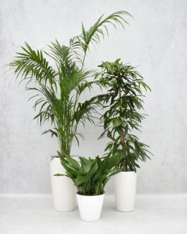 Set of 3 houseplants in white pots